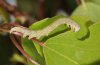 Catocala fraxini: Young larva [S]
