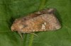 Amphipoea fucosa: Adult (eastern Swabian Alb, 2007) [M]