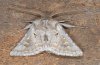 Agrotis corralejoi: Männchen (Fuerteventura) [M]