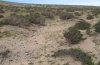 Agrotis corralejoi: Habitat auf Fuerteventura [N]