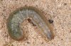 Agrotis corralejoi: Raupe (Fuerteventura) [M]