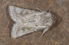 Agrotis corralejoi: Männchen (Fuerteventura) [M]