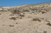 Agrotis corralejoi: Habitat auf Fuerteventura [N]