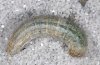 Agrotis corralejoi: Raupe (Fuerteventura) [S]