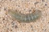 Agrotis corralejoi: Halbwüchsige Raupe (Fuerteventura, Costa Calma) [M]