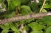 Catocala fulminea: Larva (northern Upper Rhine Valley, half-grown larva in late April 2018) [S]