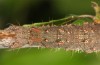 Catocala fulminea: Larva (northern Upper Rhine Valley, half-grown larva in late April 2018) [S]