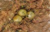 Catocala fulminea: Old, already hatched eggs at least from the year before, on blackthorn trunk (northern Upper Rhine Valley, February 2018) [N]