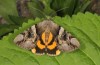 Catocala fulminea: Adult (e.l. rearing, northern Upper Rhine Valley, larva in late April 2018) [S]