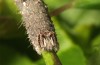 Catocala fulminea: Half-grown larva (northern Upper Rhine Valley, late April 2018) [S]