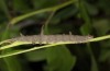 Catocala fulminea: Half-grown larva (northern Upper Rhine Valley, late April 2018) [S]