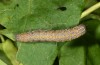 Aedia funesta: Larva (e.o. rearing, Switzerland, Bern, Spiez, oviposition in early July 2019) [S]