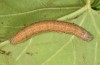 Aedia funesta: Larva (e.o. rearing, Switzerland, Bern, Spiez, oviposition in early July 2019) [S]