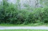 Aedia funesta: Habitat,  Gebüsch mit Winde am Fuß eines Felsens, Lichtfang (Schweiz, Bern, Spiez, Eiablage Anfang Juli 2019) [N]