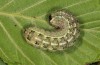 Lithophane furcifera: Larva (breeding photo, material from W-France) [S]