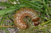 Apamea furva: Half-grown larva (eastern Swabian Alb, Southern Germany, early May 2010) [S]