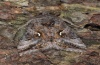 Autographa gamma: Falter (e.p. Lech bei Forchach, September 2010) [S]