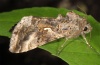 Autographa gamma: Falter (e.l. La Palma 2012) [S]