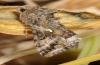 Autographa gamma: Falter (e.l. La Palma, Dezember 2012)