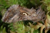 Autographa gamma: Falter (e.p. Lech bei Forchach, September 2010) [S]