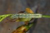 Autographa gamma: Half-grown larva [S]