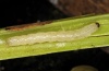 Archanara geminipuncta: Half-grown larva (Iller near Oberbinnwang, 10. June 2012) [M]