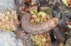 Cirrhia gilvago: L6 larva, last instar (e.o. rearing, Stuttgart-Hofen, eggs found in early February 2023) [S]