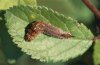Cilix glaucata: Larva (eastern Swabian Alb, Southern Germany) [N]