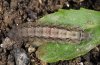 Athetis gluteosa: Larva [S]