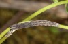 Euclidia glyphica: Half-grown larva (S-Germany, eastern Swabian Alb, Gerstetten, oviposition in 18. June 2021) [S]