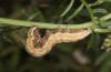 Euclidia glyphica: Larva (e.l. rearing, Sweden, Häggenås, larval records mid-July 2020) [S]