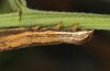 Euclidia glyphica: Larva (e.l. rearing, Sweden, Häggenås, larval records mid-July 2020) [S]