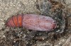Euclidia glyphica: Pupa (e.l. rearing, Sweden, Häggenås, larval records mid-July 2020) [S]