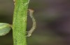 Euclidia glyphica: Larva in the first instar (S-Germany, eastern Swabian Alb, Gerstetten, oviposition in 18. June 2021) [S]