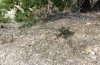 Cucullia gozmanyi: Larvalhabitat mit Verbascum daenzeri (Südgriechenland, N-Peloponnes, Rozena, 550m, Ende Mai 2017) [N]