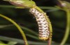 Cucullia gozmanyi: Larva in the penultimate instar in moulting rest (S-Greece, N-Peloponnese, Rozena, 550m, late May 2017) [N]