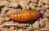 Cucullia gozmanyi: Pupa (e.l.-rearing, S-Greece, N-Peloponnese, Rozena, 550m, larva in late May 2017) [S]
