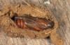 Cucullia gozmanyi: Pupa during hibernation, moth already developed to a large extent (e.l.-rearing, S-Greece, N-Peloponnese, Rozena, 550m, larva in late May 2017) [S]