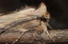 Cucullia gozmanyi: Adult (e.l. rearing, S-Greece, N-Peloponnese, Rozena, 550m, larva in late May 2017) [S]