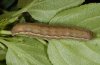 Orthosia gracilis: Larva (e.l. Ticino, Switzerland) [S]