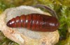 Pardoxia graellsi: Pupa (e.l. rearing Camargue, larva in late September 2014) [S]