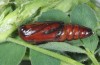 Pardoxia graellsi: Pupa prior to eclosion (e.l. rearing Camargue, larva in late September 2014) [S]