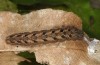 Agrochola gratiosa: Larva (Greece, Samos Island, Manolates, May 2018) [M]