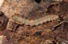 Herminia grisealis: Larva (Upper Rhine near Hügelsheim, September 2012) [S]