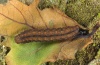 Herminia grisealis: Raupe (Ostalb, Juli 2011) [S]