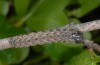Maraschia grisescens: Larva (e.l. Crete 2013) [S]