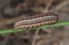 Epipsilia grisescens: Half-grown larva (Kanisfluh, 1700m above sea level, early May 2010) [M]