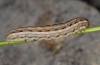 Epipsilia grisescens: Larva (e.l. Kanisfluh 2010) [S]