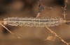 Polypogon gryphalis: Larva (breeding photo, material from N-Italy, Udine, 2016) [S]
