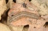 Polypogon gryphalis: Larva (breeding photo, material from N-Italy, Udine, 2016) [S]